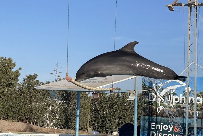Delfinárium